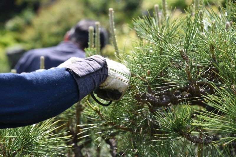 Bradford Pear Tree Pruning in Pottstown, PA