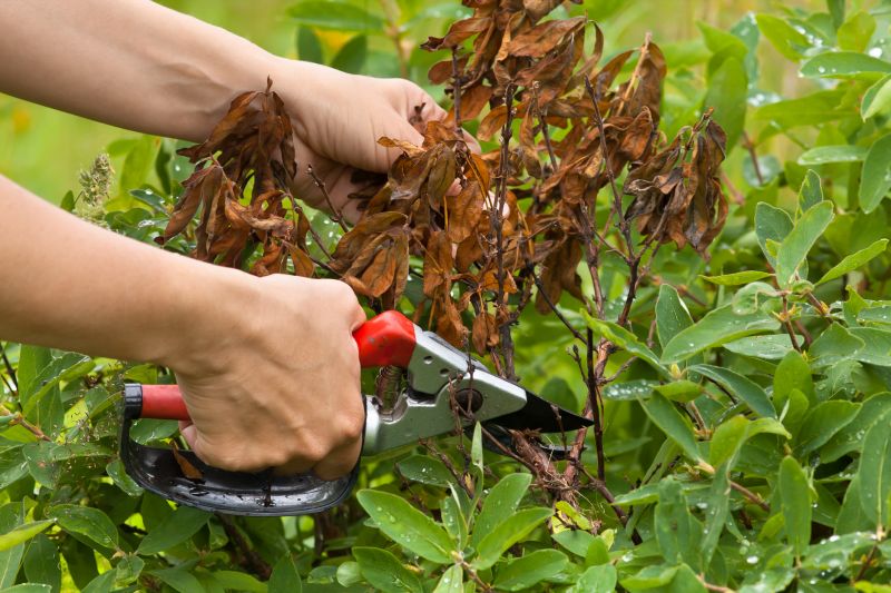 Crape Myrtle Pruning in Rockwall, TX