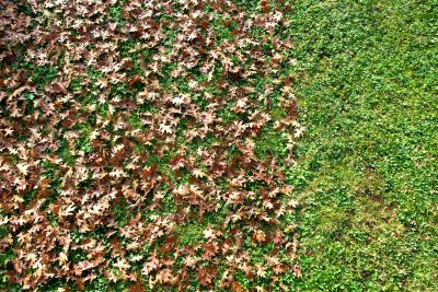 Layer of Fallen Leaves
