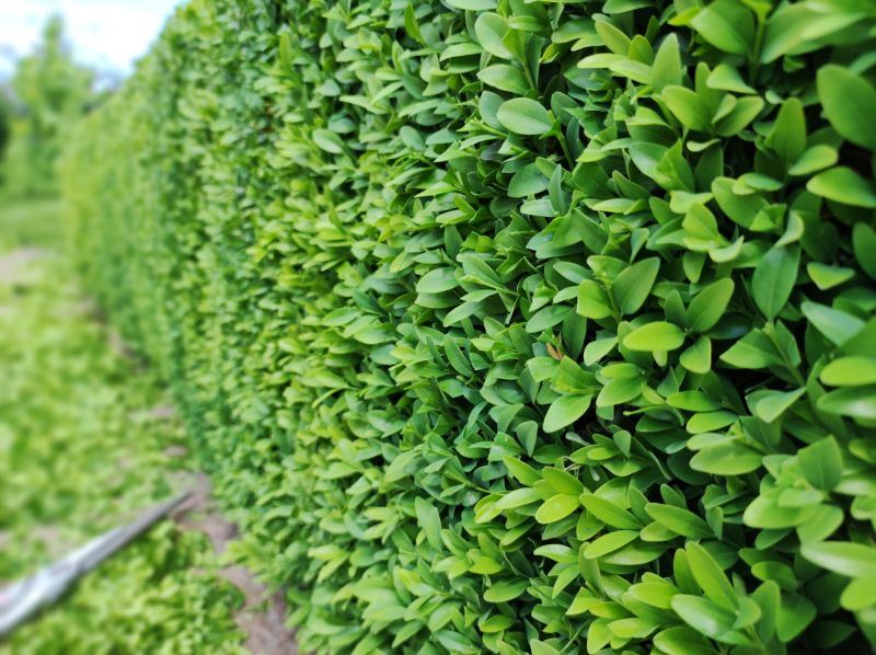 Lush Hedge Growth