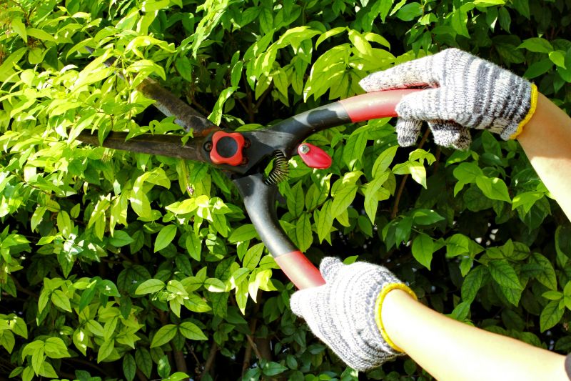 Healthy Hedge Growth